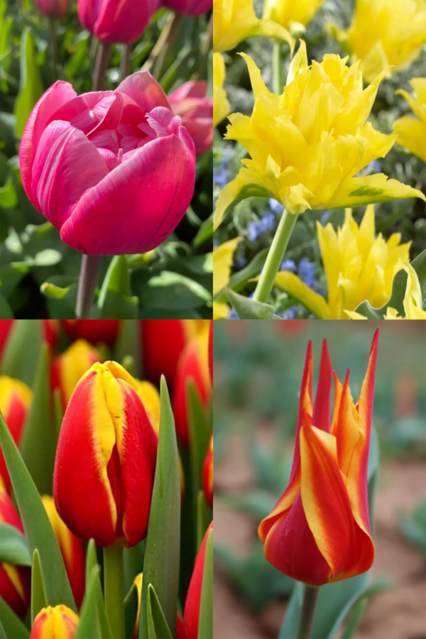 Rajski Zestaw 40 cebulek tulipanów