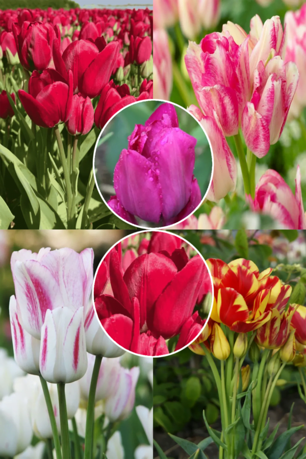MIX CLUB! Zestaw 36 cebulek tulipanów: PROMOCJA!