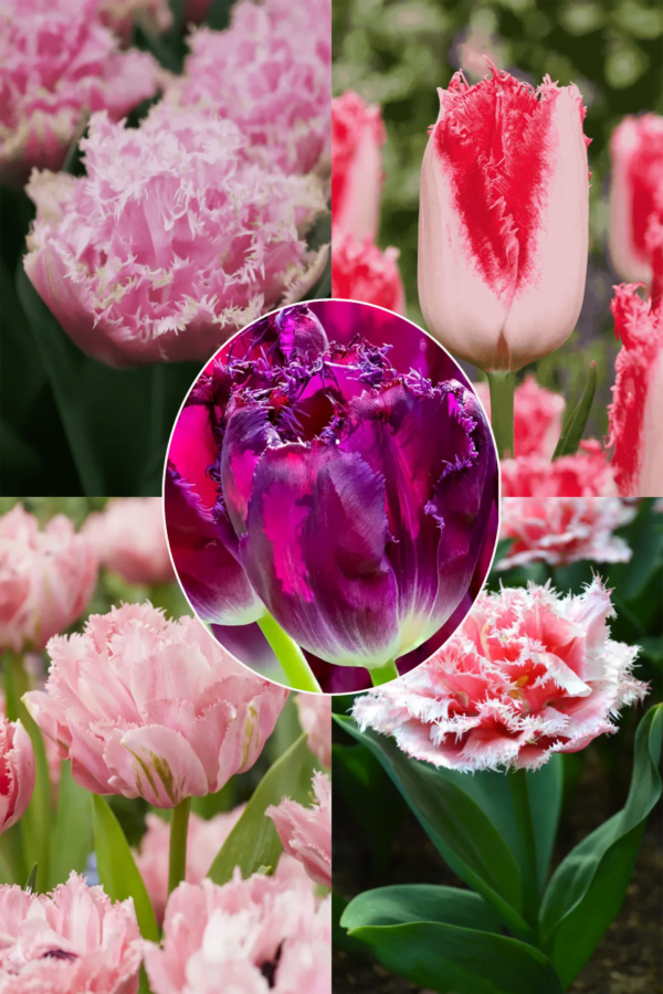 Różowo Mi! Zestaw 35 cebulek tulipanów