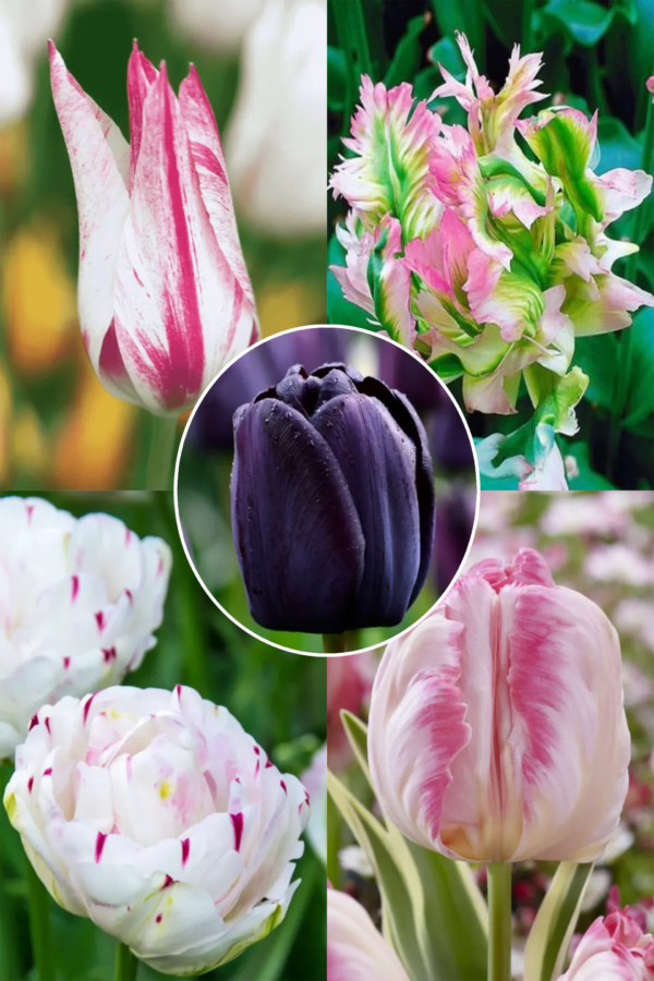 Kolor Proszę! Zestaw 35 tulipanów PROMOCJA!