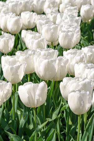 Tulipan White prince Tulipan White prince
