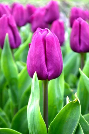 Tulipan Purple prince Tulipan Purple prince