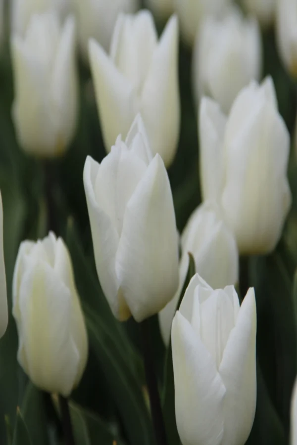 Tulipan White prince