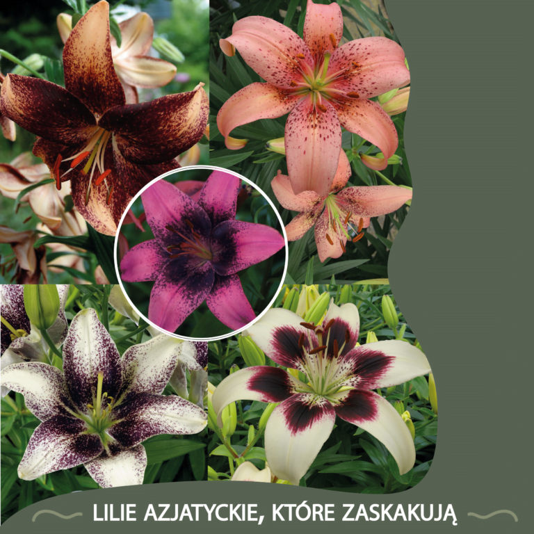 2023_LILIE AZJATYCKIE_MOBILE