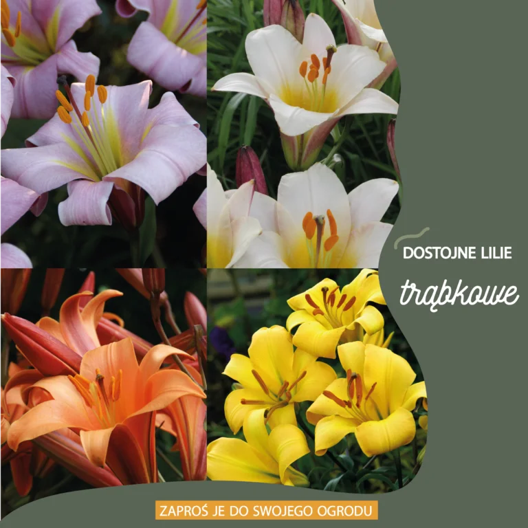 2023_LILIE TRABKOWE_MOBILE kopia