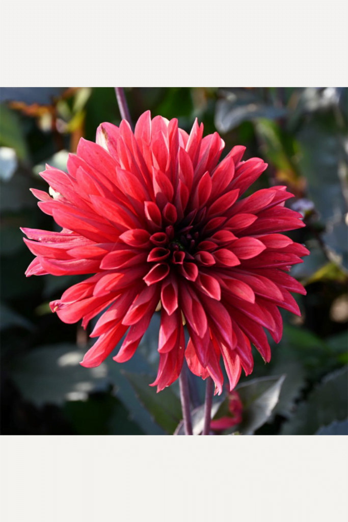 Tanie - Dalia (Dahlia) Danique Karpa - Hurt | Detal | Botanik Sklep Online