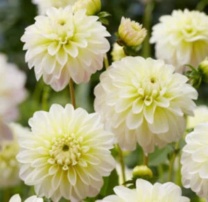 Dalia (Dahlia) Ogrodowa Sadzonki