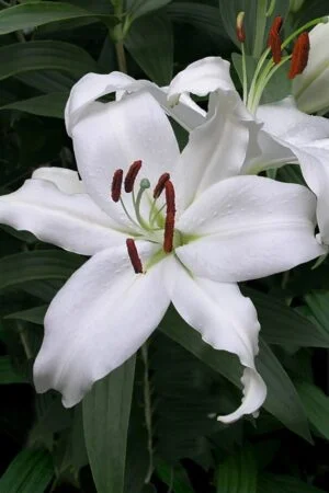 Lilia Orientalna Santander