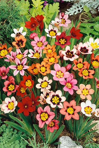 Sparaxis Sparaksis Tricolor MIX 50 szt.