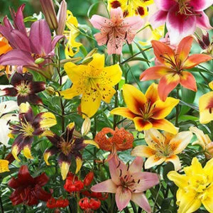 Lilie ogrodowe - cebulki, odmiany, ceny