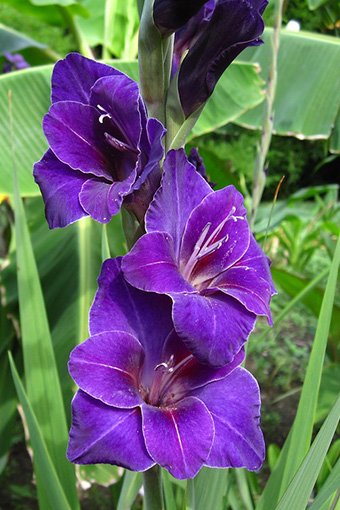 Mieczyk Gladiolus Violetta