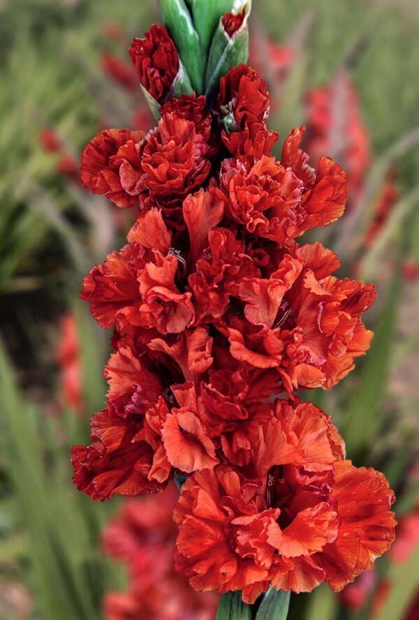 Mieczyk Karbowany Gladiolus Chamberry