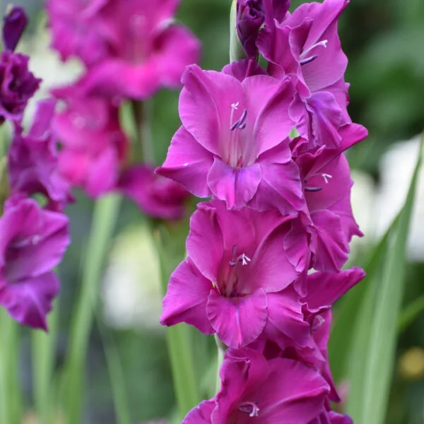 Mieczyk Gladiolus Sugar Plum