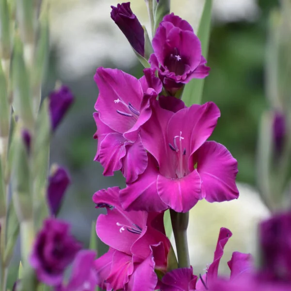 Mieczyk Gladiolus Sugar Plum