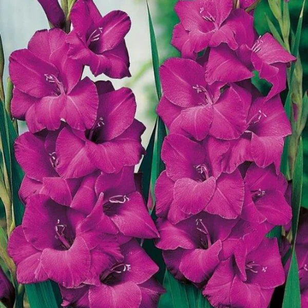 Mieczyk Gladiolus Sugar Plum