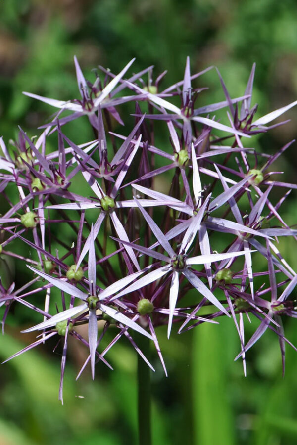 Czosnek Ozdobny Krzysztofa Allium Christophii