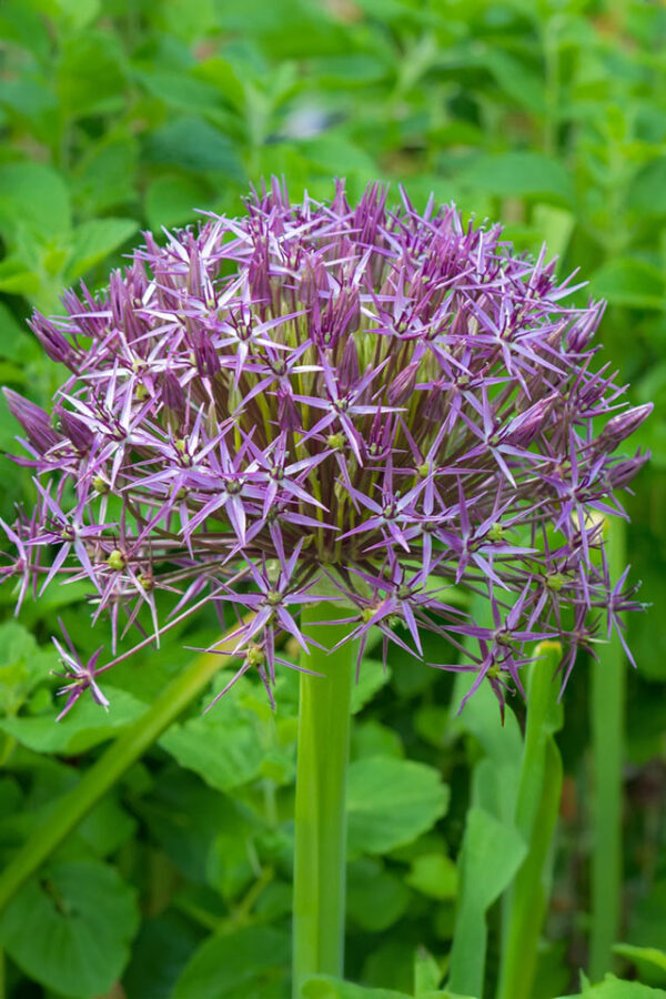 Czosnek Ozdobny Krzysztofa Allium Christophii