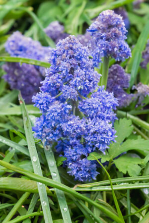 Szafirek Muscari Fantasy Creation Szafirek Muscari Fantasy Creation