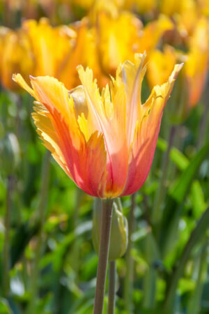 Tulipan Specjalny Flaming Memory Tulipan Specjalny Flaming Memory