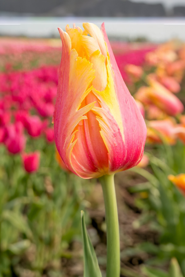 Tulipan Specjalny Flaming Memory