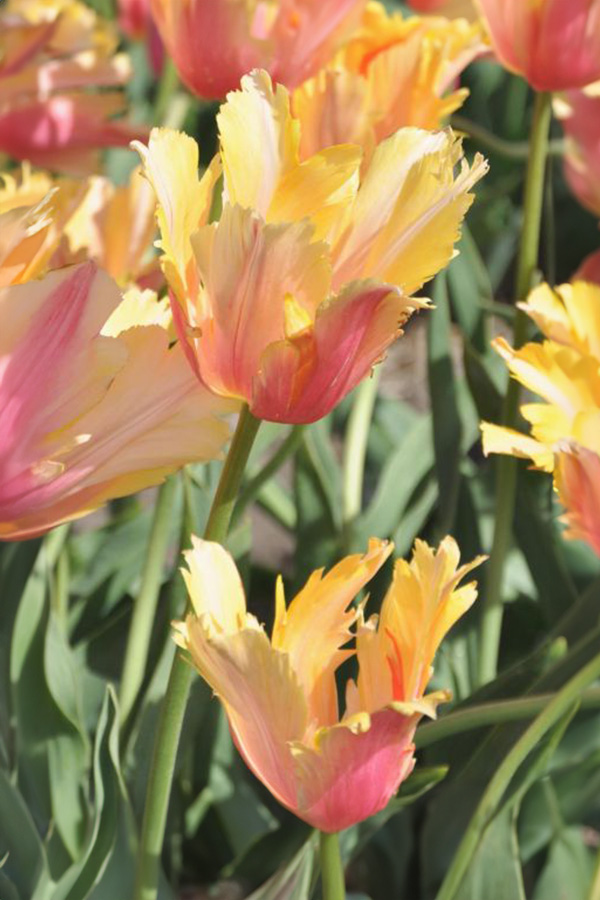 Tulipan Specjalny Flaming Memory