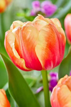 Tulipan Triumph Tasmanie HIT Tulipan Triumph Tasmanie HIT