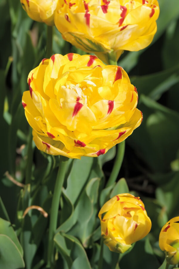 Tulipan Pełny Yellow Danceline