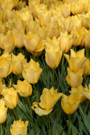 Tulipan Botaniczny Batalini Bright Gem Tulipan Botaniczny Batalini Bright Gem