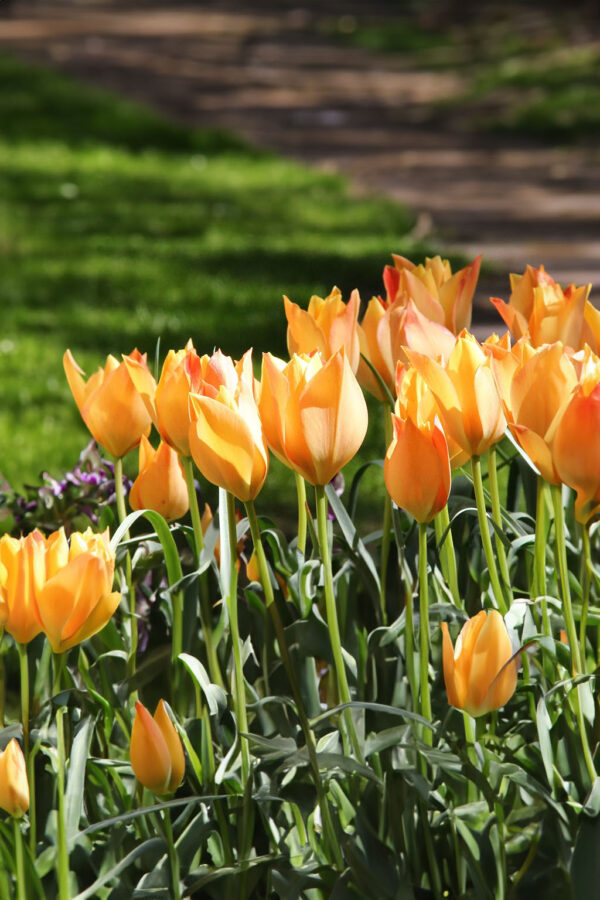 Tulipan Botaniczny Batalini Bright Gem