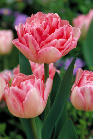 Tulipan Pełny Foxtrot Tulipan Pełny Foxtrot