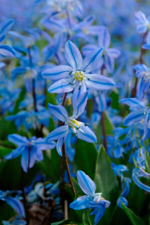 Scilla Siberica Cebulica Syberyjska