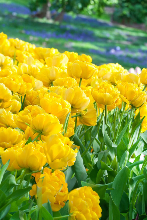 Tulipan Yellow Pomoponette