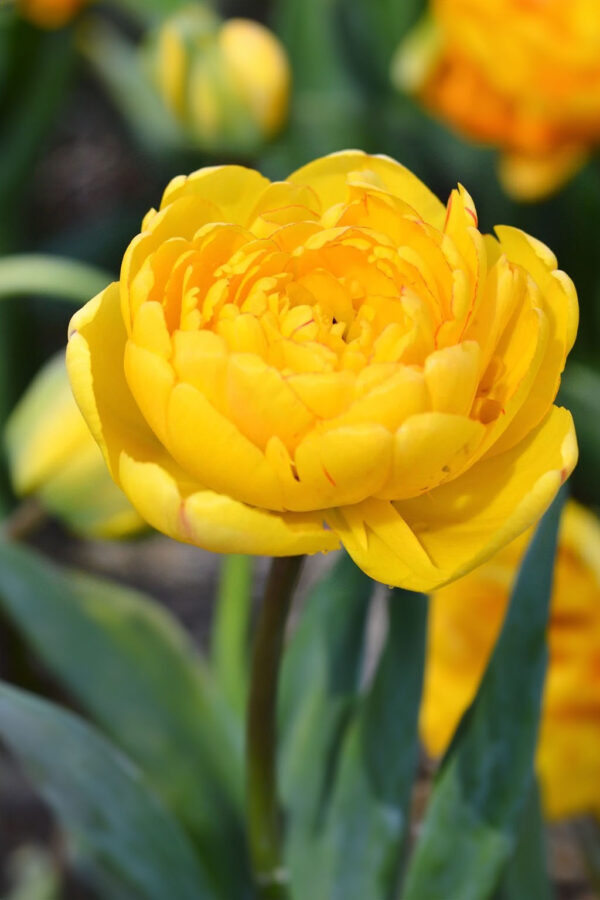 Tulipan Yellow Pomoponette