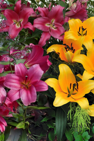 Mix Lilii Drzewiastych 10 Cebulek