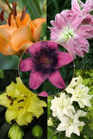 Luksusowy Zestaw Lilii 15 Cebulek Luksusowy Zestaw Lilii 15 Cebulek