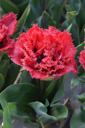 Tulipan Pełny Strzępiasty Bendigo Tulipan Pełny Strzępiasty Bendigo