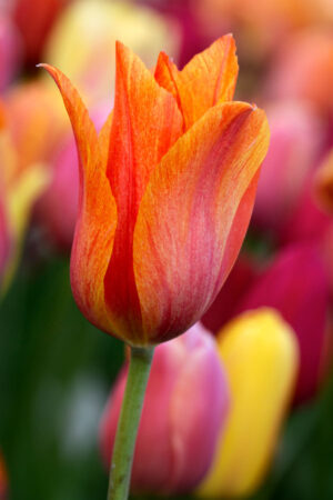 Tulipan Triumph El Nino Tulipan Triumph El Nino