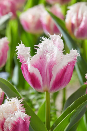 Tulipan Strzępiasty Hawaii Tulipan Strzępiasty Hawaii