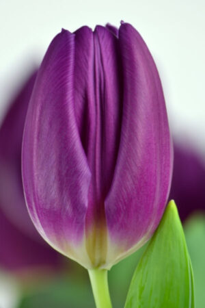 Tulipan Triumph Purple Flag