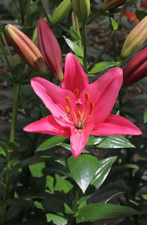 Lilia Azjatycka Zanella