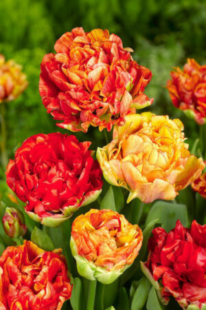Tulipan Pełny Gudoshnik Double Tulipan Pełny Gudoshnik Double