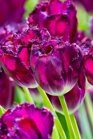 Tulipan Pełny Strzępiasty Purple Crystal Tulipan Pełny Strzępiasty Purple Crystal