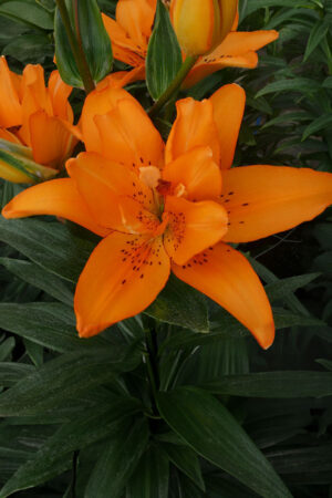 Lilia Pełna Double Princess NOWOŚĆ