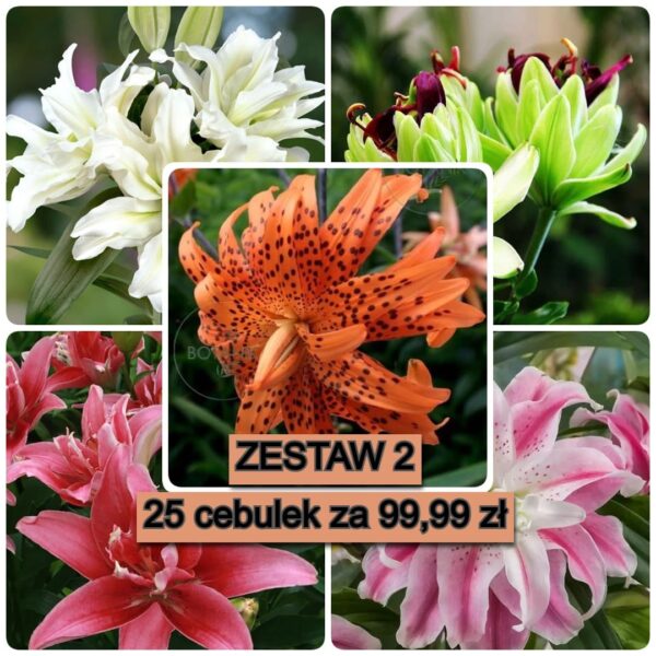 Zestaw Pełnych Lilii Nr 2 25 Cebulek
