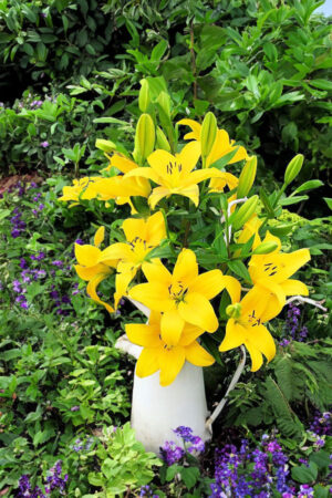 Lilia Pełna Conemara