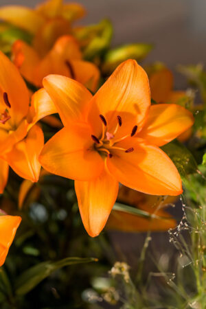 Lilia Azjatycka Ceasars Palace