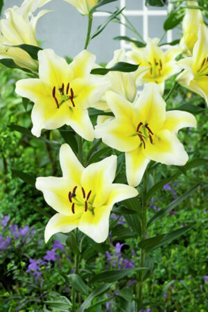 Lilia Pełna Conemara