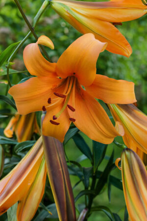 Lilia Drzewiasta OT Orange Space