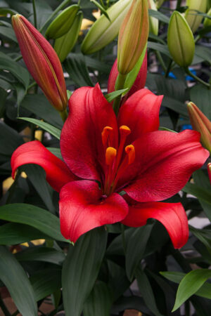 Lilia Azjatycka Pokerface