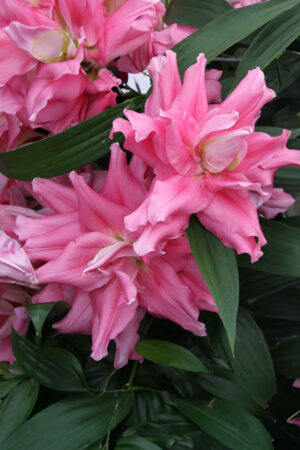 Lilia Pełna Rio Marina Lilia Pełna Rio Marina